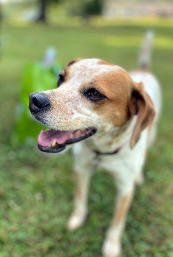 Maggie, Rich's Dog