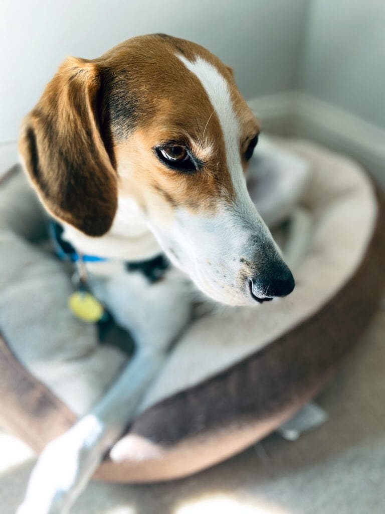 Seamus