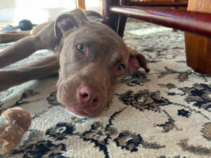 Dog named maple